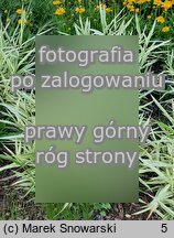 Chasmanthium latifolium River Mist