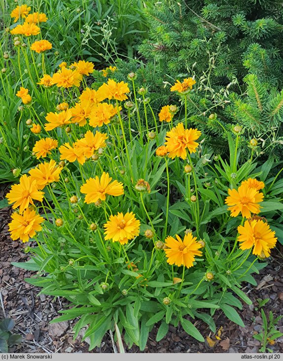 Coreopsis grandiflora Presto