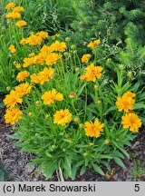 Coreopsis grandiflora Presto