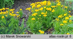 Coreopsis grandiflora Presto