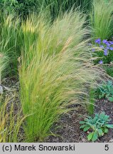 Nassella tenuissima Pony Tails