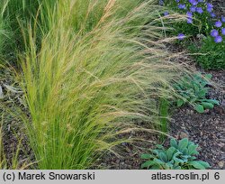 Nassella tenuissima Pony Tails