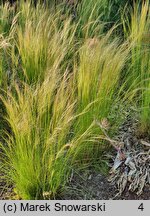 Nassella tenuissima Pony Tails