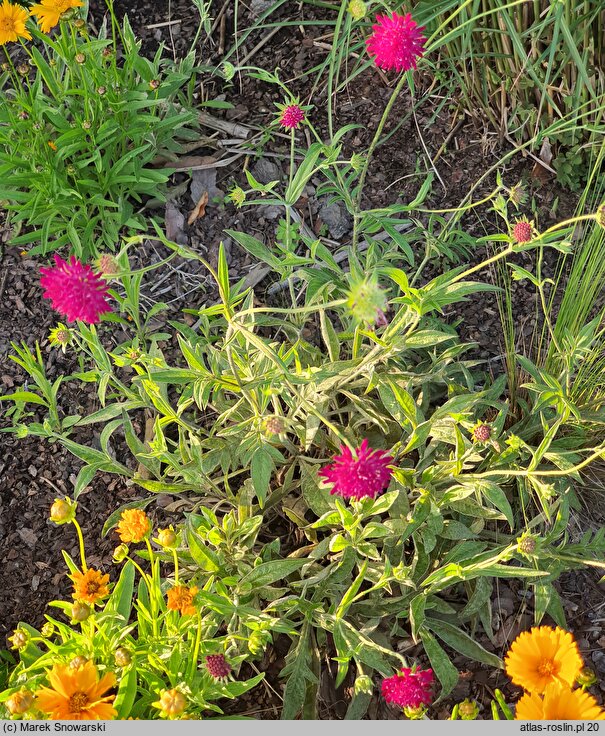 Knautia macedonica Thunder and Lightning