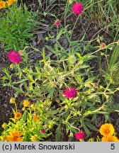 Knautia macedonica Thunder and Lightning