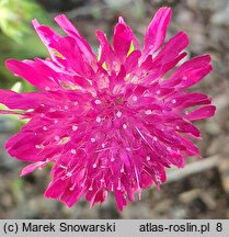 Knautia macedonica Thunder and Lightning