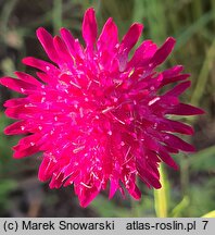 Knautia macedonica Thunder and Lightning