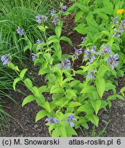 Nepeta ×faassenii Limelight