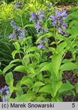 Nepeta ×faassenii Limelight