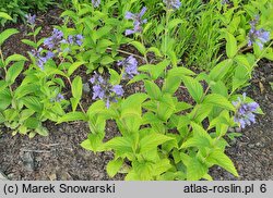 Nepeta ×faassenii Limelight