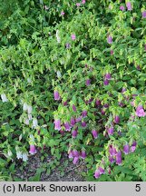 Campanula takesimana (dzwonek koreański)