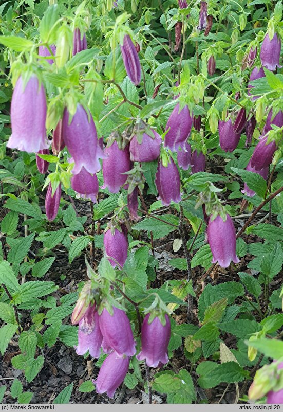 Campanula takesimana (dzwonek koreański)