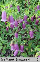 Campanula takesimana (dzwonek koreański)