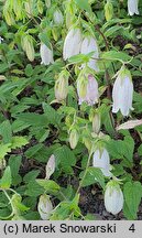 Campanula takesimana (dzwonek koreański)