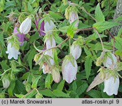 Campanula takesimana (dzwonek koreański)