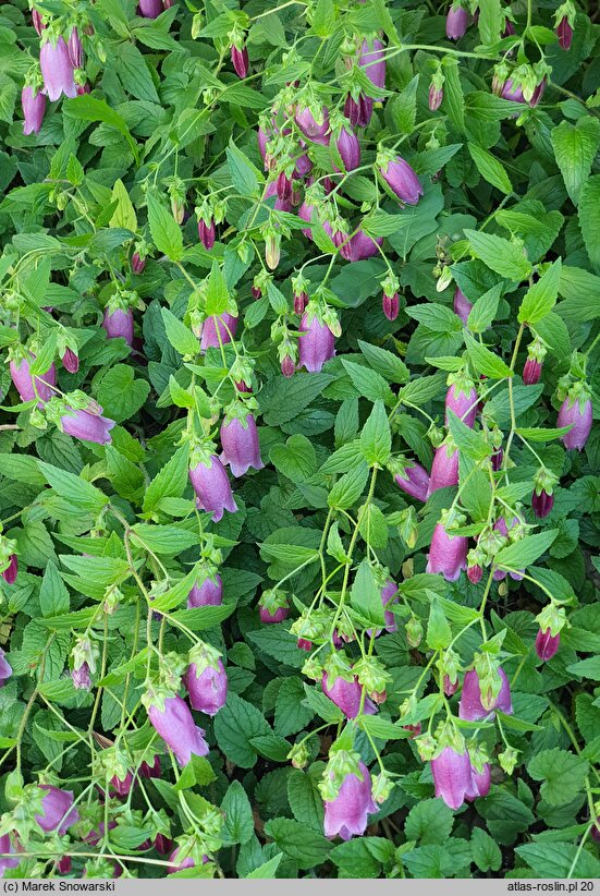 Campanula takesimana Elizabeth