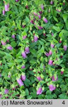 Campanula takesimana Elizabeth