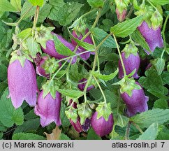 Campanula takesimana Elizabeth