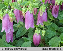 Campanula takesimana Elizabeth