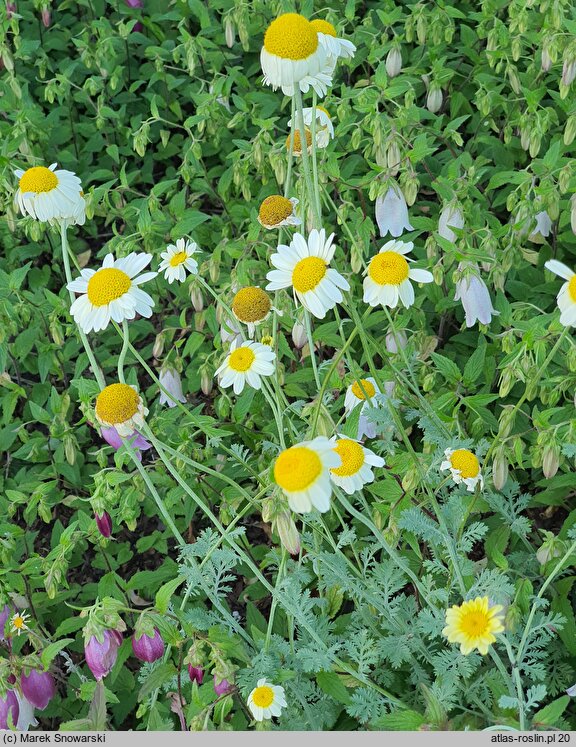 Anthemis tinctoria Susanna Mitchell