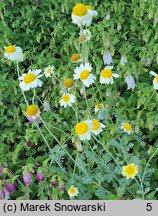 Anthemis tinctoria Susanna Mitchell