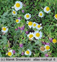 Anthemis tinctoria Susanna Mitchell