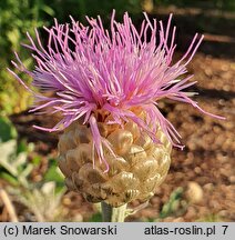 Rhaponticum centauroides