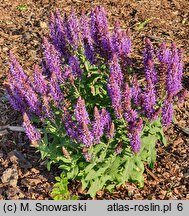 Salvia Rhapsody in Blue