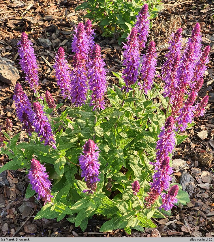 Salvia Rhapsody in Blue