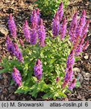 Salvia Rhapsody in Blue