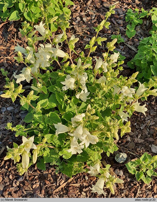 Campanula alliariifolia Snow Dune