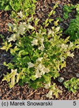 Campanula alliariifolia Snow Dune