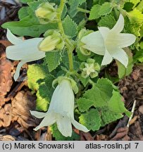 Campanula alliariifolia Snow Dune