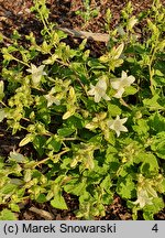 Campanula alliariifolia Snow Dune