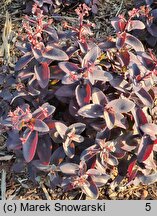 Sedum hort. Oriental Dancer