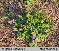 Betonica officinalis Ukkie