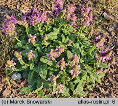 Betonica officinalis Ukkie