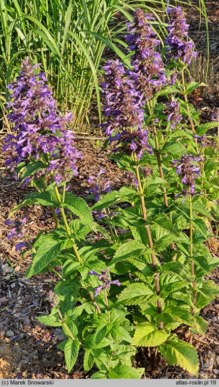 Nepeta kubanica Bokratune