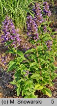 Nepeta kubanica Bokratune