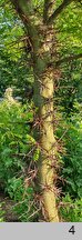 Gleditsia caspica (glediczja kaspijska)