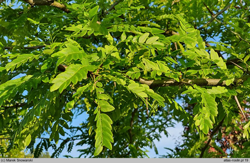 Gleditsia caspica (glediczja kaspijska)