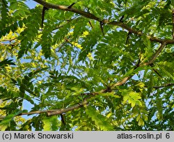 Gleditsia caspica (glediczja kaspijska)