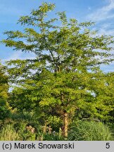 Gleditsia caspica (glediczja kaspijska)