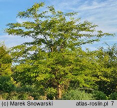 Gleditsia caspica (glediczja kaspijska)