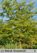 Gleditsia caspica (glediczja kaspijska)