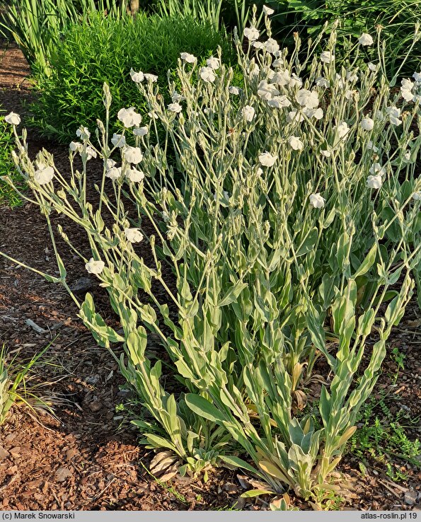 Lychnis coronaria Alba