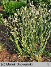 Lychnis coronaria Alba