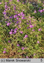 Geranium hort. Orion