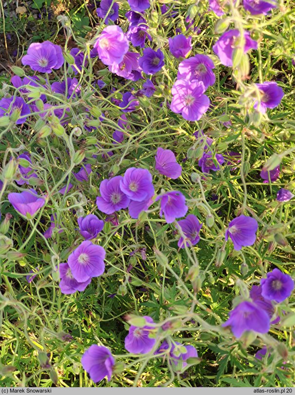 Geranium hort. Orion