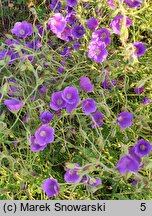 Geranium hort. Orion